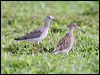 lesser_yellowlegs_24047