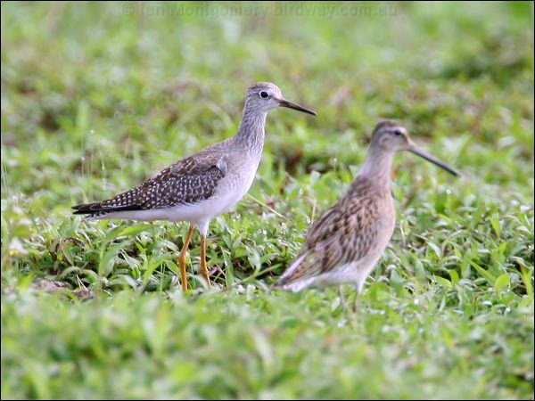 Lesser Yellowlegs lesser_yellowlegs_24047.jpg