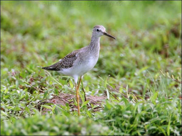 Lesser Yellowlegs lesser_yellowlegs_24051.jpg