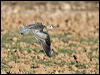 little_curlew_rw2576