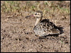 Click here to enter gallery and see photos of Little Curlew