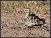 little_curlew_rw3182