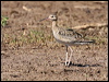 little_curlew_rw3185