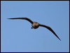 little_curlew_rw3190