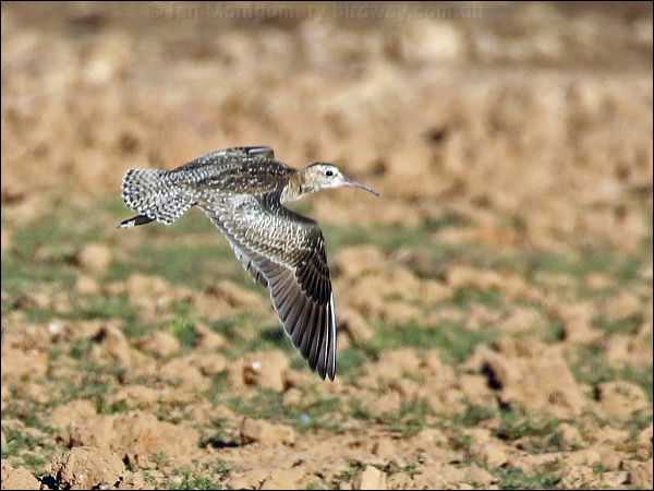 Little Curlew little_curlew_rw2576.psd