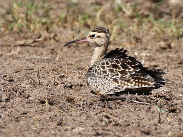 Little Curlew little_curlew_rw3182.psd
