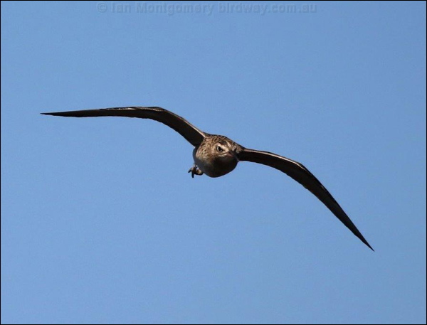 Little Curlew little_curlew_rw3190.psd