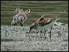 little_stint_19928