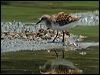 little_stint_19945