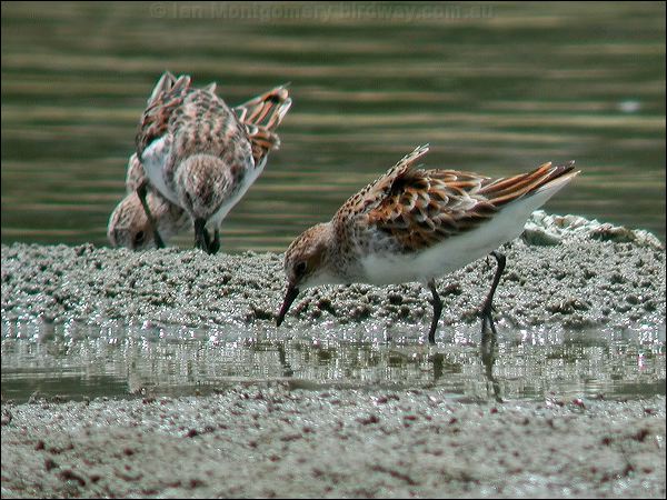 Little Stint little_stint_19928.jpg