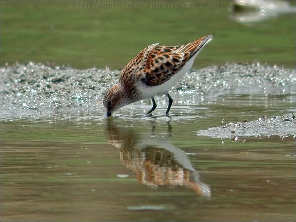 Little Stint little_stint_19938.jpg