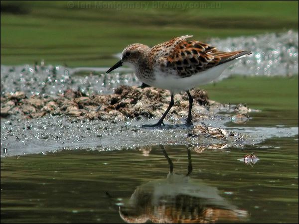 Little Stint little_stint_19945.jpg