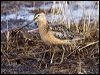 Click here to enter gallery and see photos of Long-Billed Dowitcher