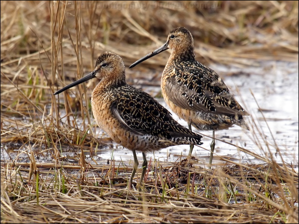 Long-billed Dowitcher long_bill_dowitcher_66304.jpg