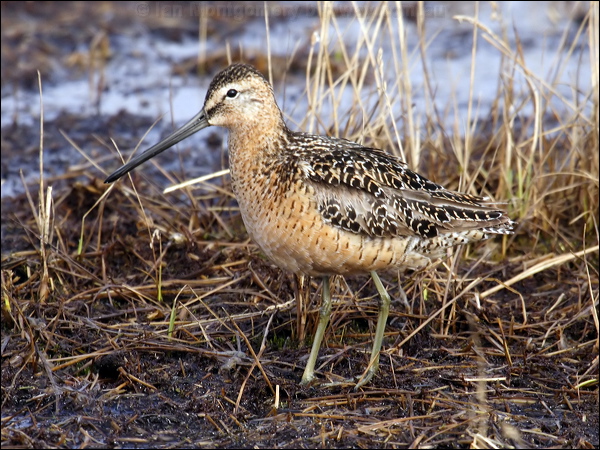 Long-billed Dowitcher long_bill_dowitcher_66323.jpg