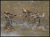 long_toed_stint_rw03973