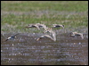 long_toed_stint_rw03974