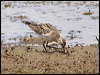 long_toed_stint_rw04117