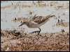 long_toed_stint_rw04275