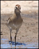 long_toed_stint_rw9689