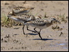 long_toed_stint_rw9695