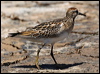 long_toed_stint_rw9708