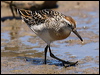 long_toed_stint_rw9711
