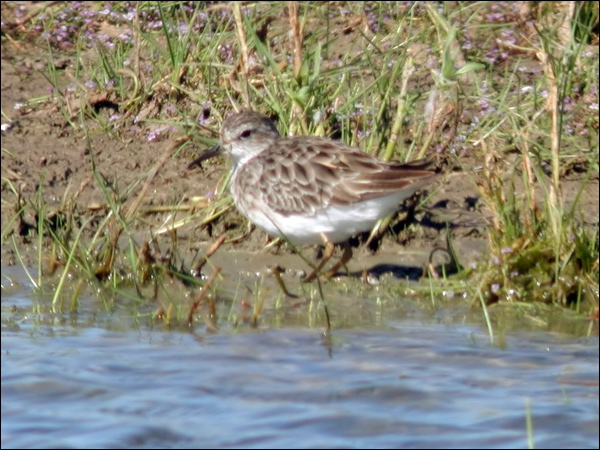 Long-toed Stint long_toed_stint_40276.jpg