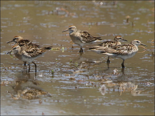 Long-toed Stint long_toed_stint_rw03973.psd