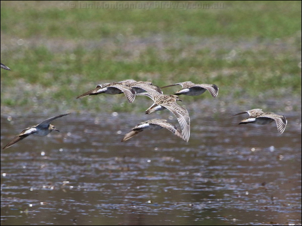 Long-toed Stint long_toed_stint_rw03974.psd