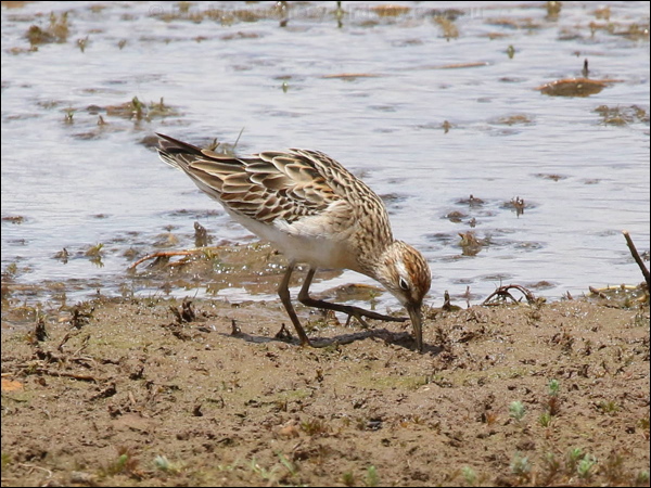 Long-toed Stint long_toed_stint_rw04117.psd