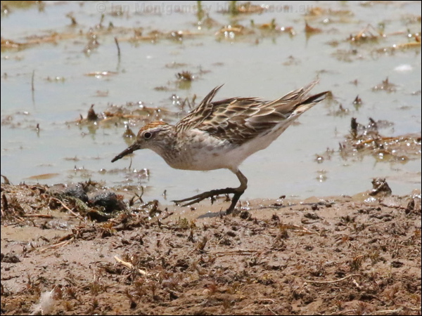 Long-toed Stint long_toed_stint_rw04275.psd