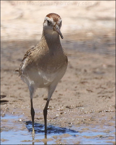Long-toed Stint long_toed_stint_rw9689.psd