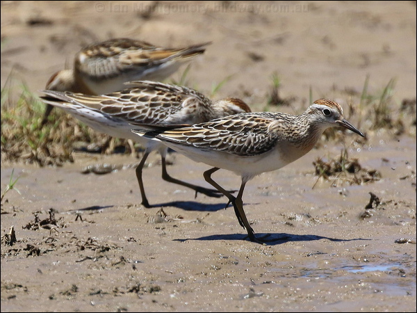 Long-toed Stint long_toed_stint_rw9695.psd