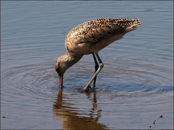 Marbled Godwit marbled_godwit_79853.psd