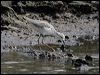 marsh_sandpiper_06221