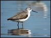 marsh_sandpiper_08066