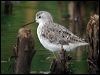 marsh_sandpiper_09573