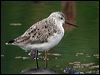 marsh_sandpiper_09576
