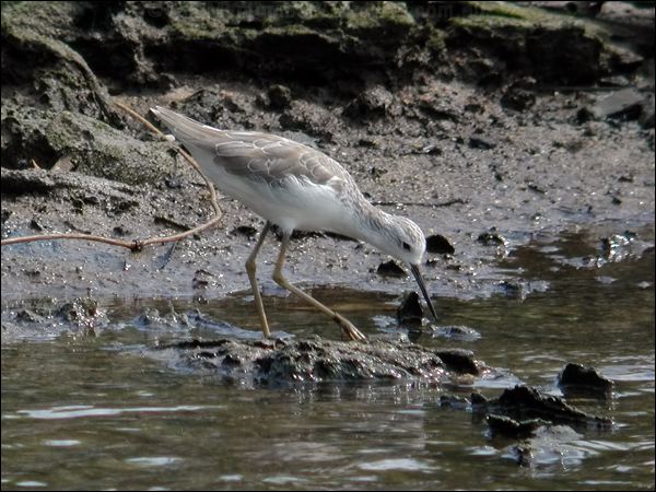 Marsh Sandpiper marsh_sandpiper_06221.jpg