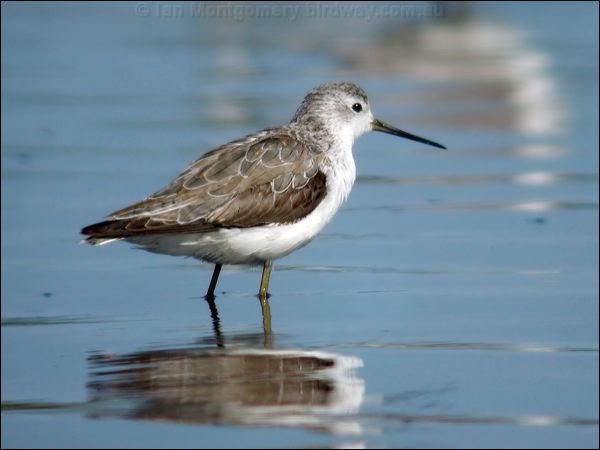 Marsh Sandpiper marsh_sandpiper_08066.jpg