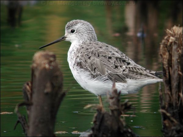 Marsh Sandpiper marsh_sandpiper_09573.jpg