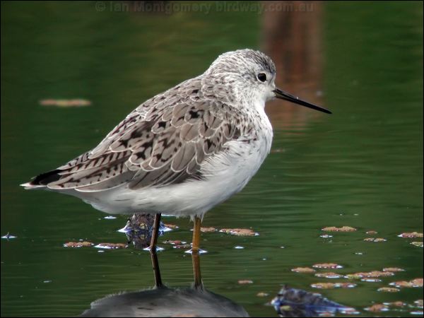 Marsh Sandpiper marsh_sandpiper_09576.jpg