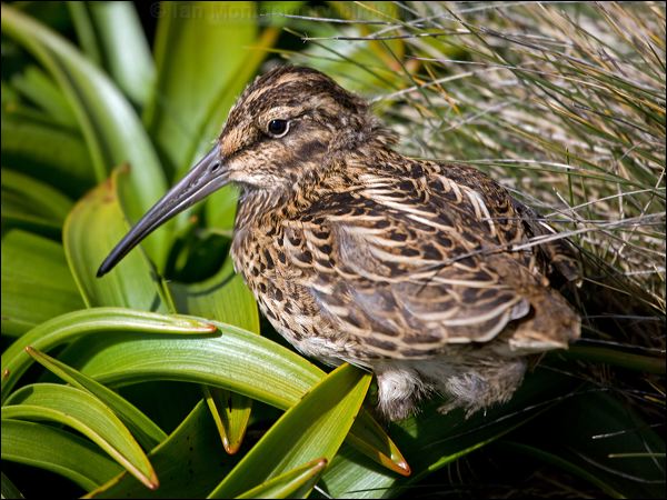 Subantarctic Snipe new_zealand_snipe_124280.psd