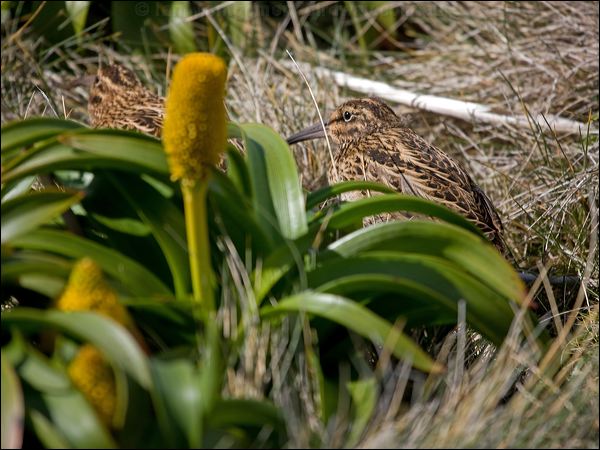 Subantarctic Snipe new_zealand_snipe_124286.psd