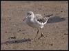 nordmannsgreenshank_211429