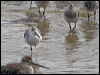 nordmannsgreenshank_211474