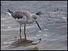 nordmannsgreenshank_211525