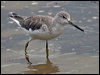 nordmannsgreenshank_211528