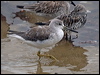 nordmannsgreenshank_211556